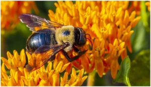 Carpenter Bees in Log Cabins