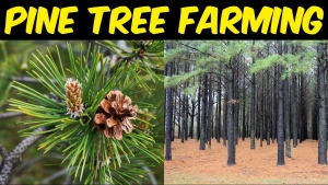 Sustainable Pine Paneling